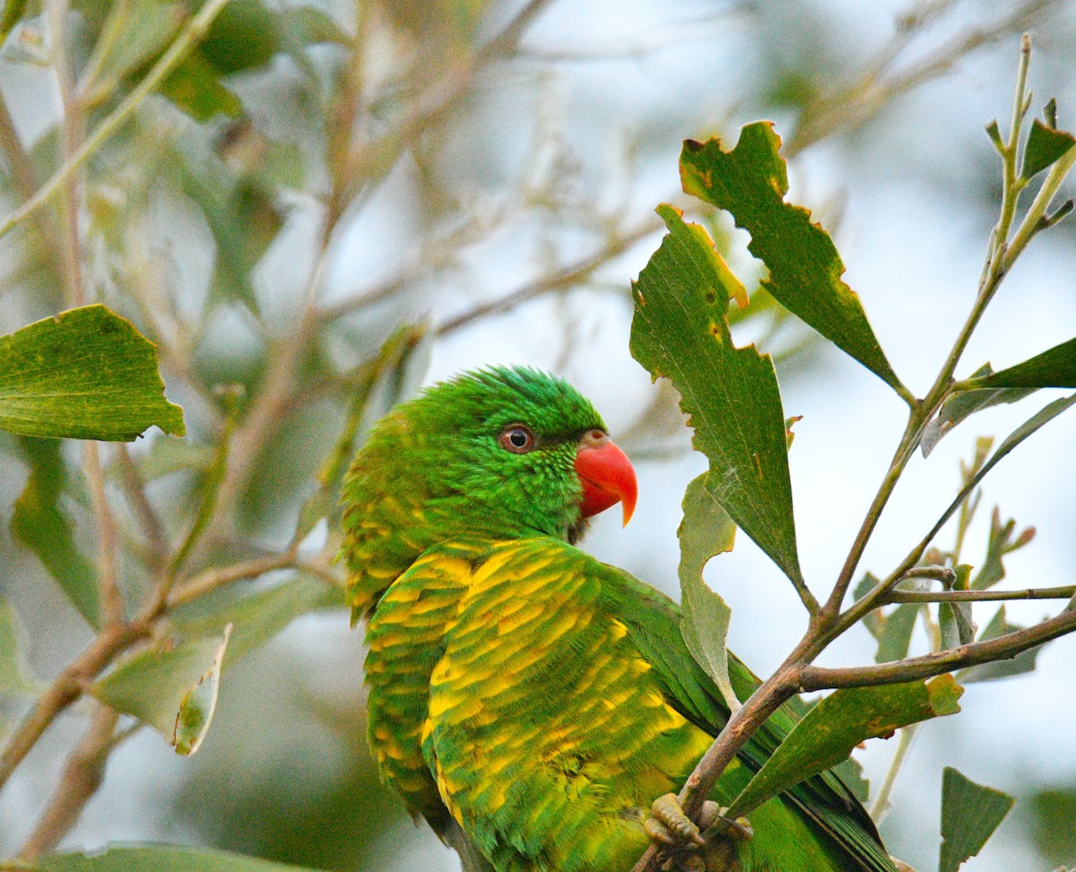 Scaly-breasted Lorikeet - Stuart  Beil