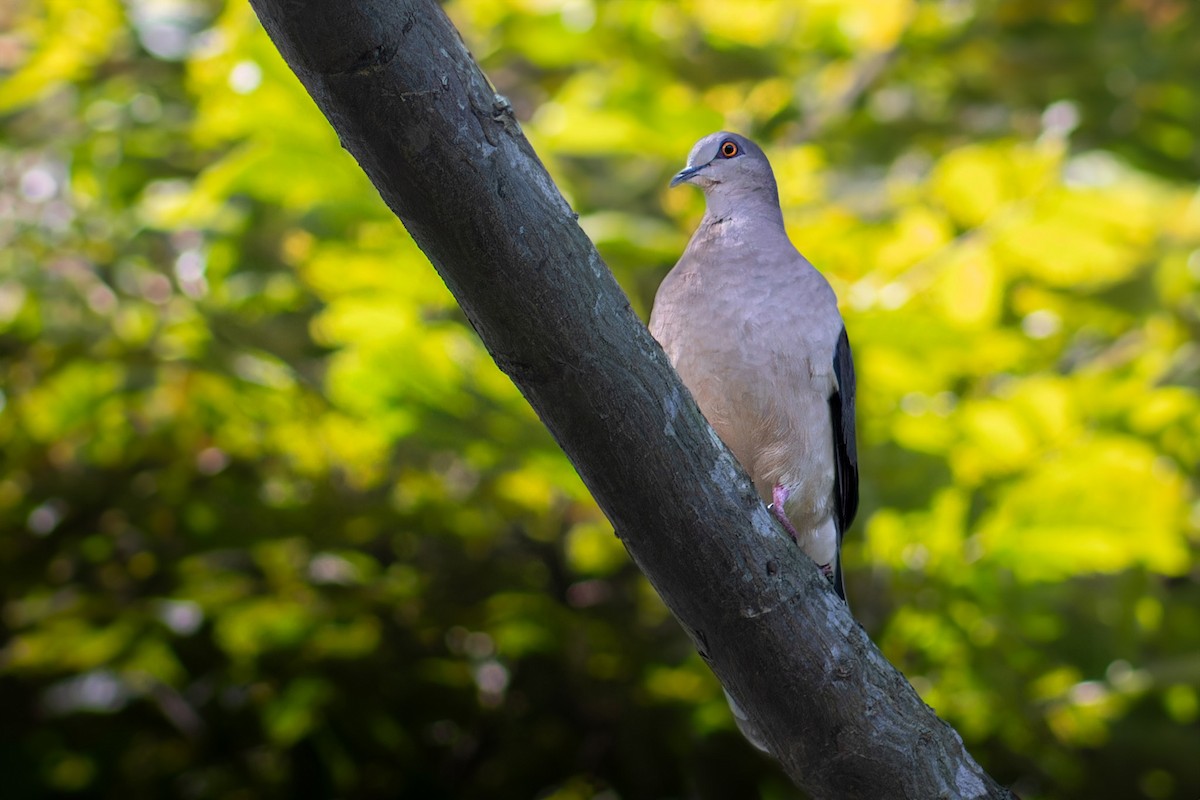 White-tipped Dove - ML617651153