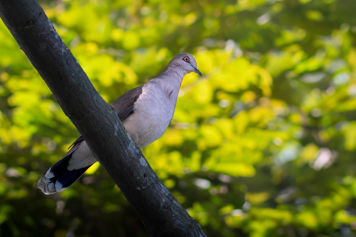 White-tipped Dove - ML617651154