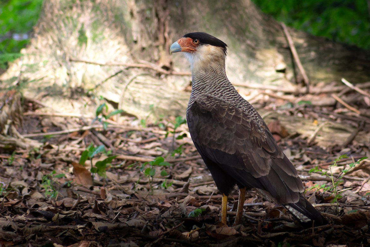 Caracara Carancho - ML617651178