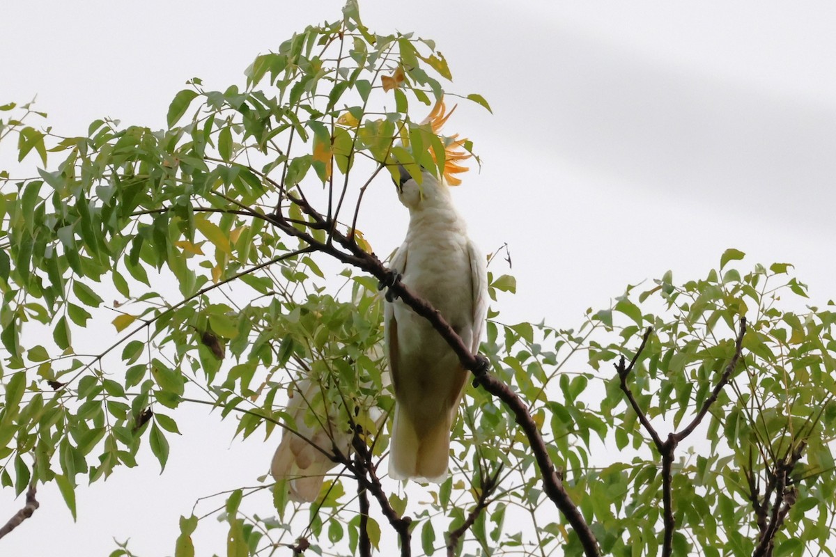 Citron-crested Cockatoo - ML617651179