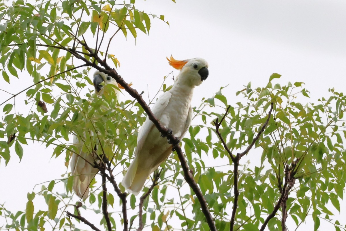 Citron-crested Cockatoo - ML617651180