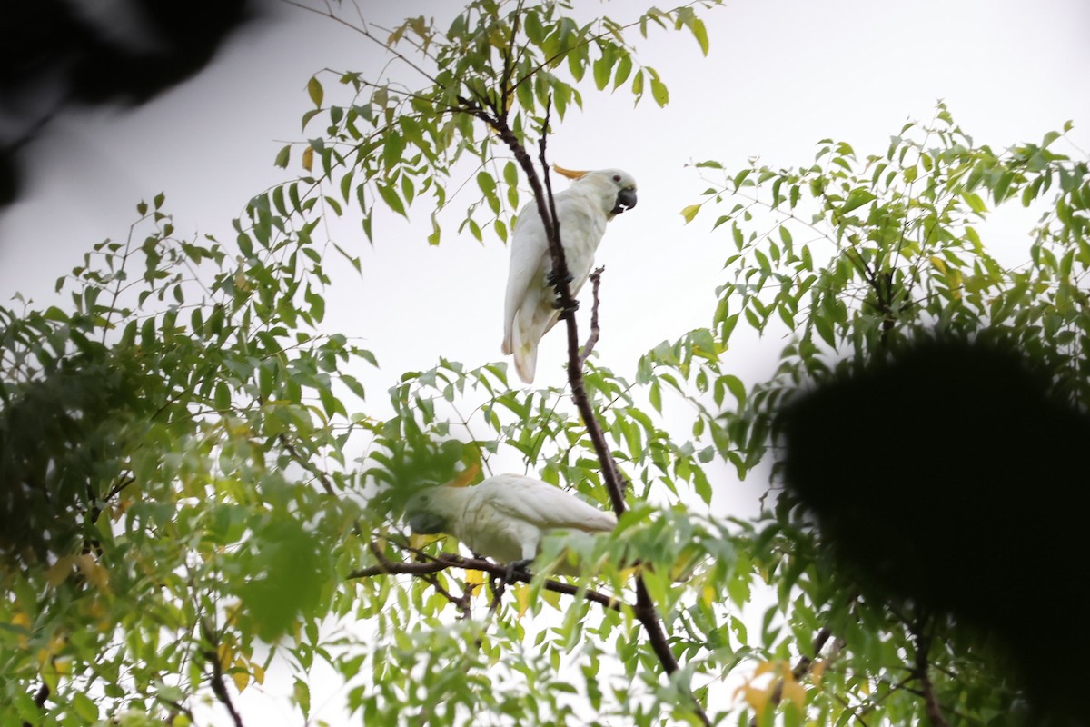 Citron-crested Cockatoo - ML617651181