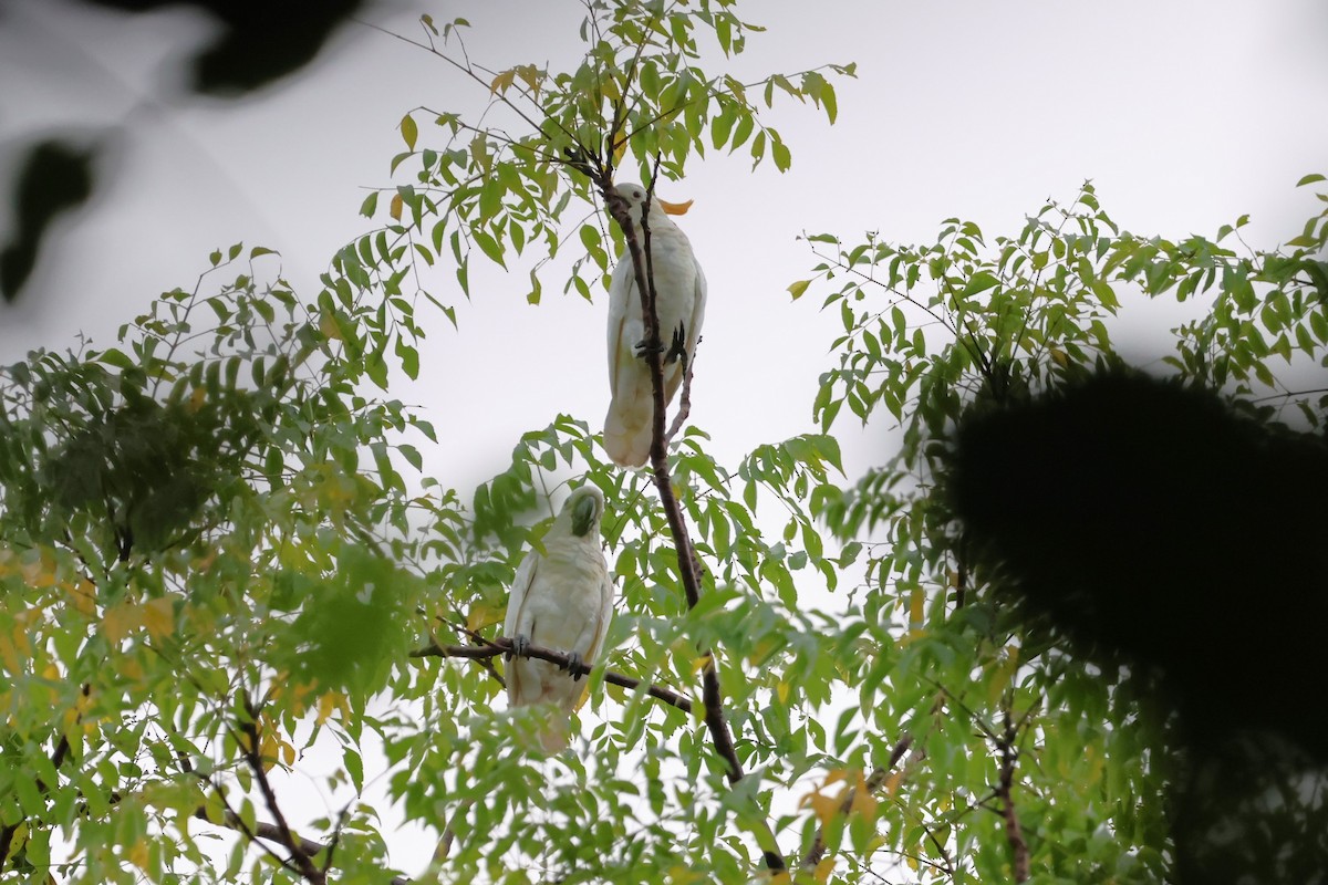 Citron-crested Cockatoo - ML617651182