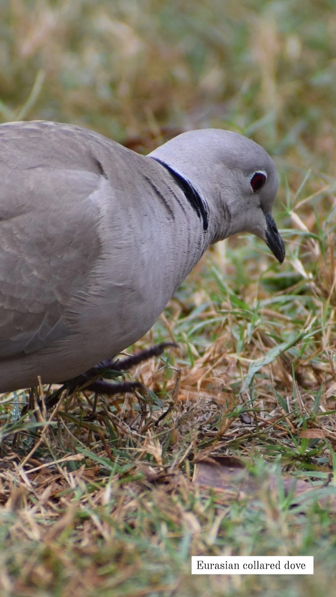 Eurasian Collared-Dove - ML617651238