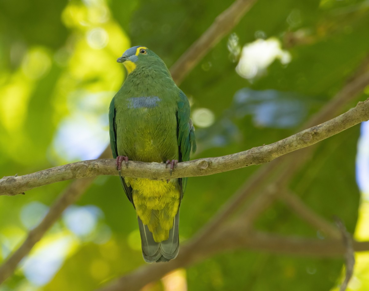 Blue-capped Fruit-Dove - Mitch Rose