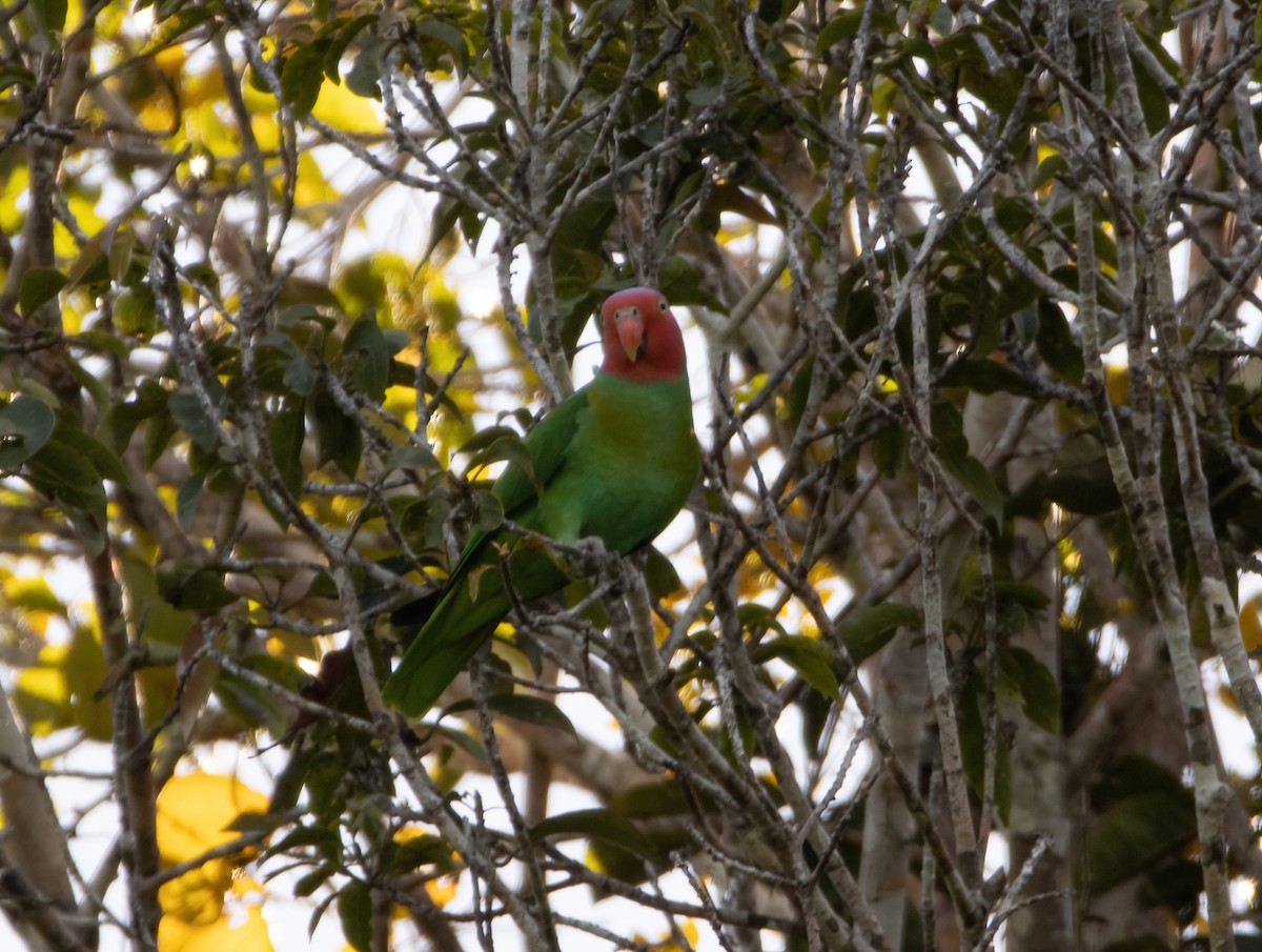 アカガオインコ - ML617651317