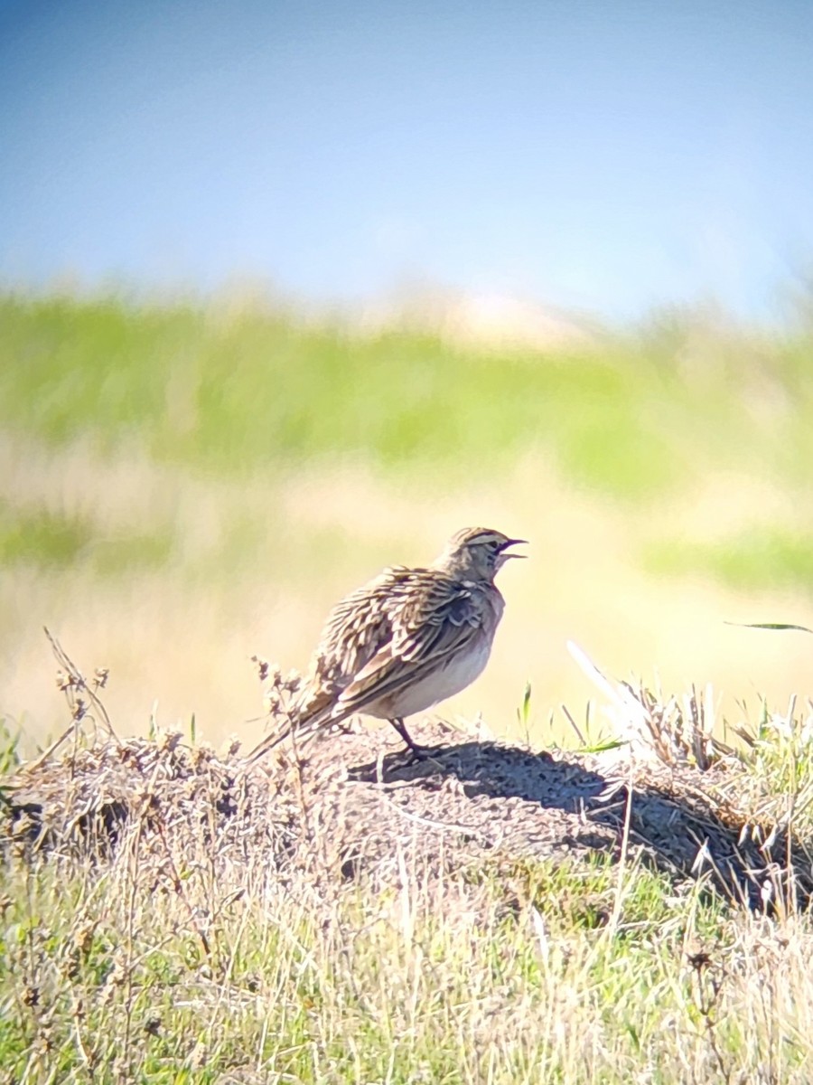 Horned Lark - ML617651341