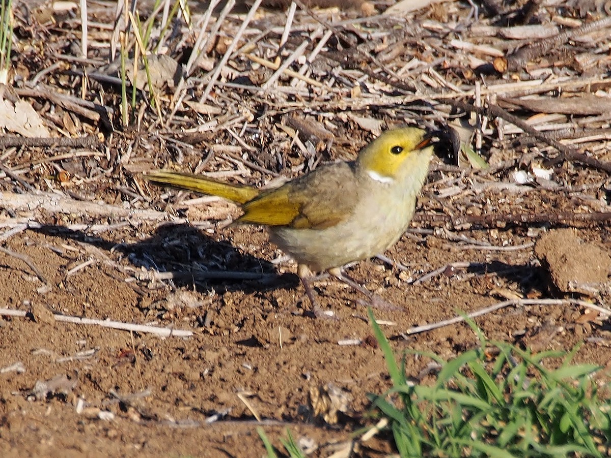 ミミジロコバシミツスイ - ML617651352