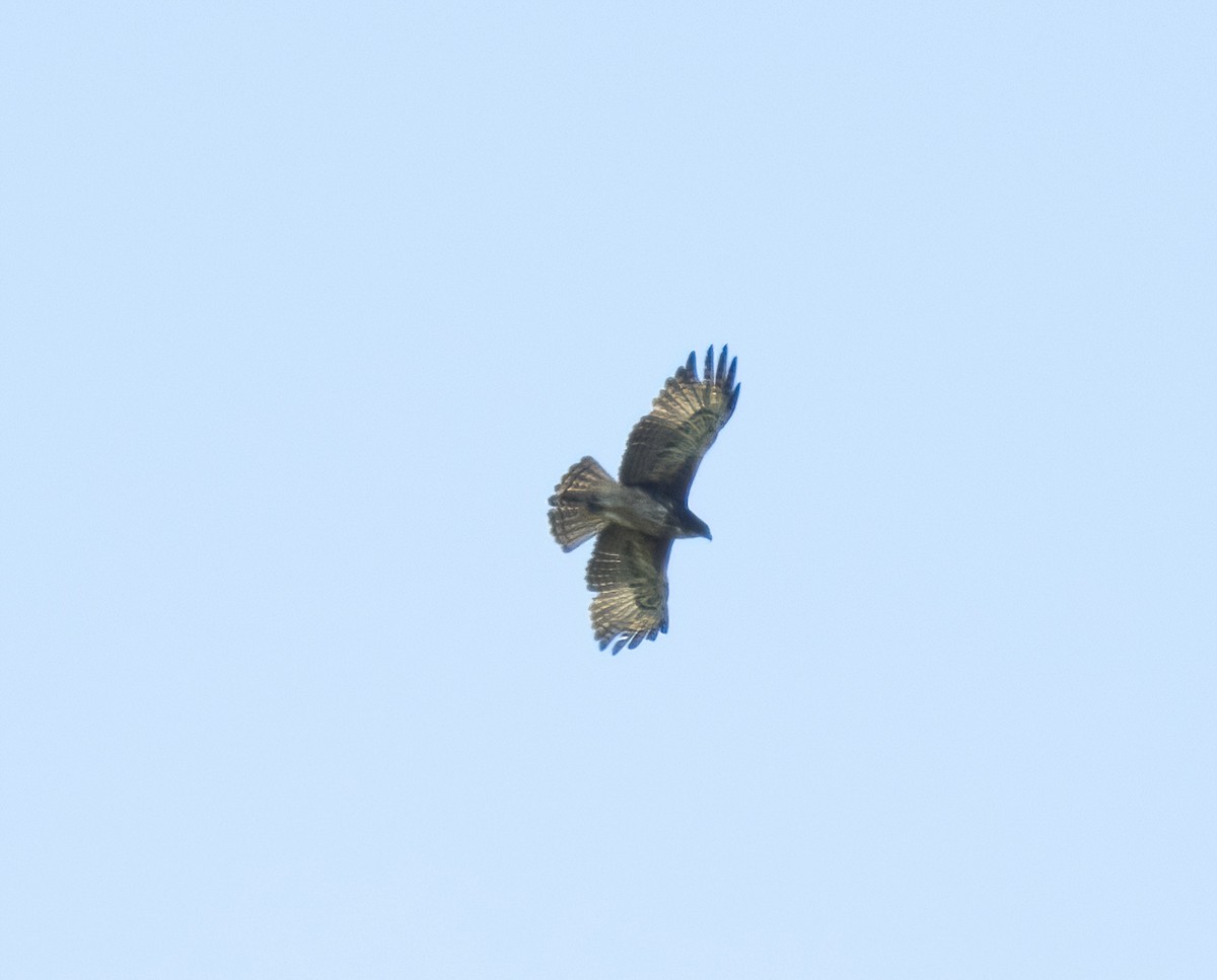 Águila Milana - ML617651384