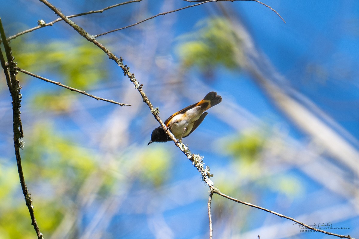 American Redstart - Brent Atkinson