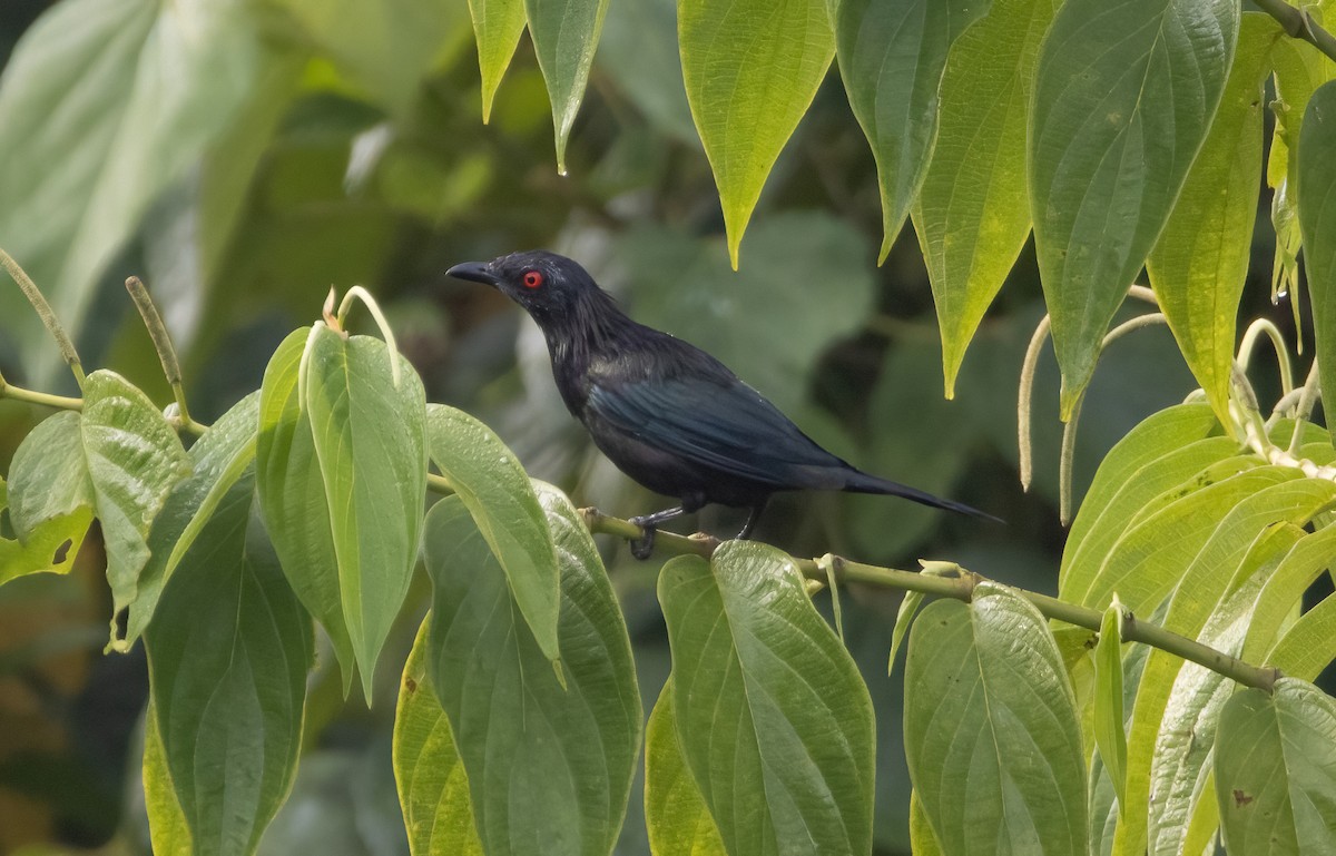 Metallic Starling (Metallic) - ML617651432