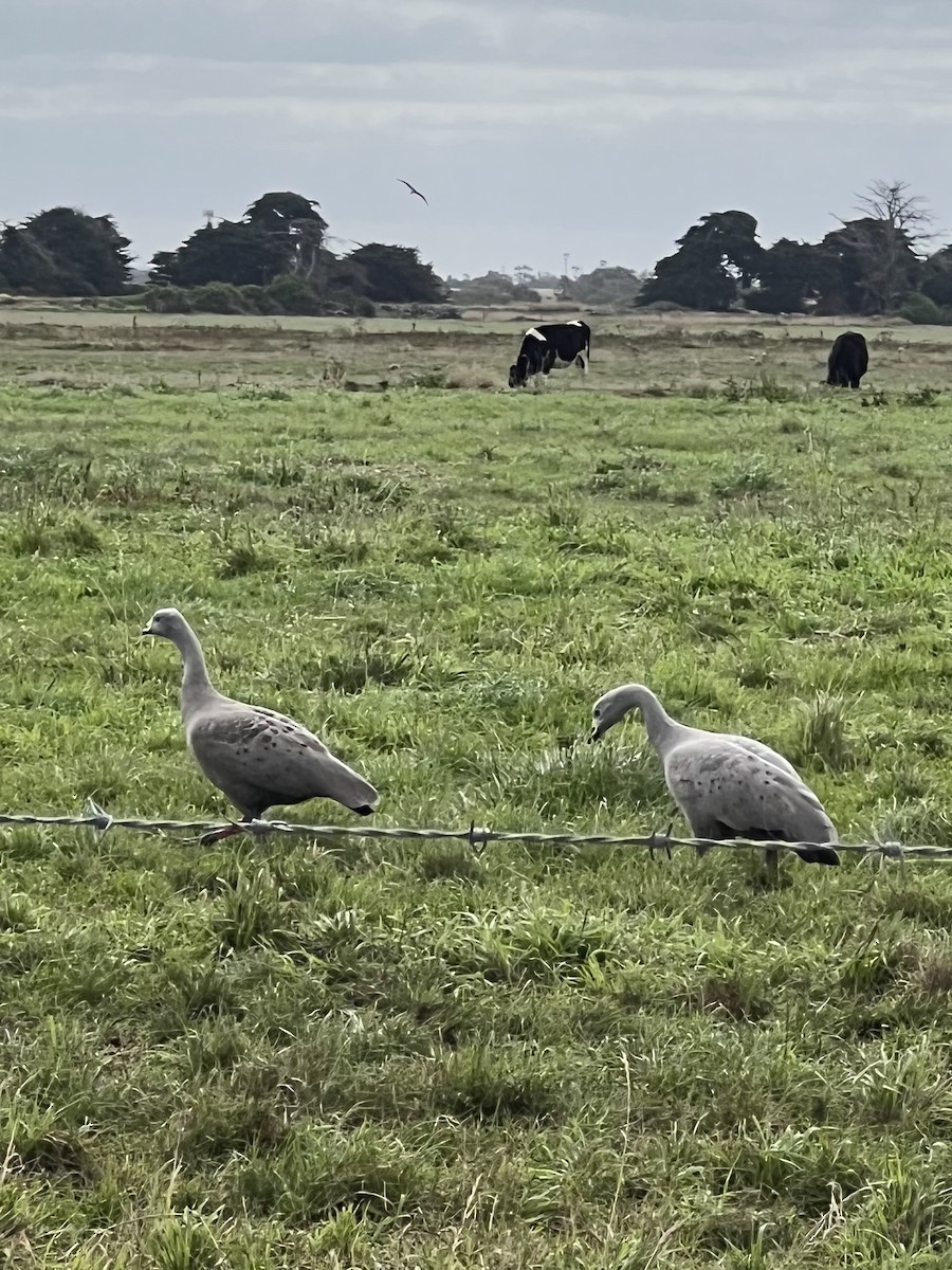 Cape Barren Goose - ML617651434