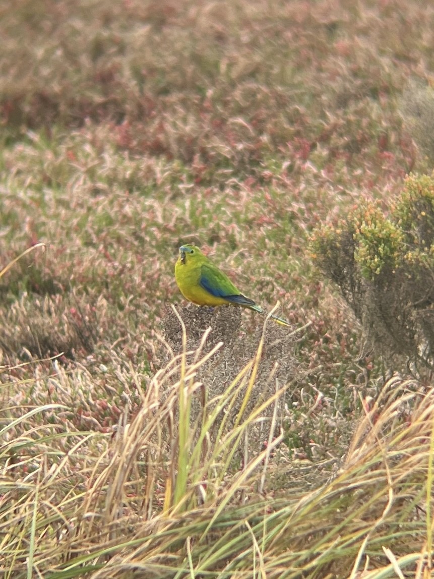 Orange-bellied Parrot - Josh Gatchalian