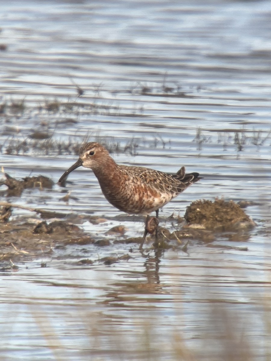 Curlew Sandpiper - Josh Gatchalian