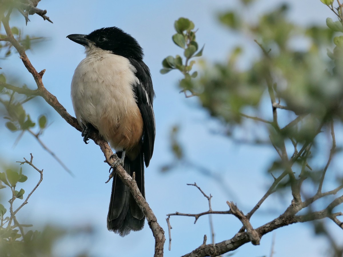 Southern Boubou - Hubert Söhner