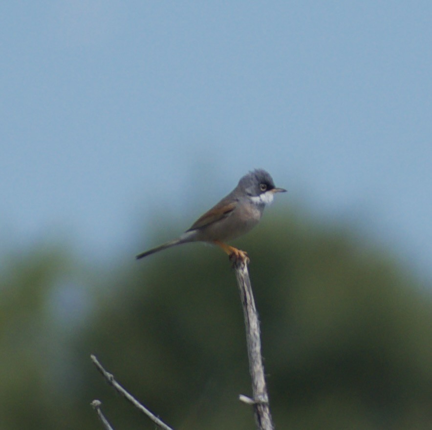 Spectacled Warbler - ML617651496