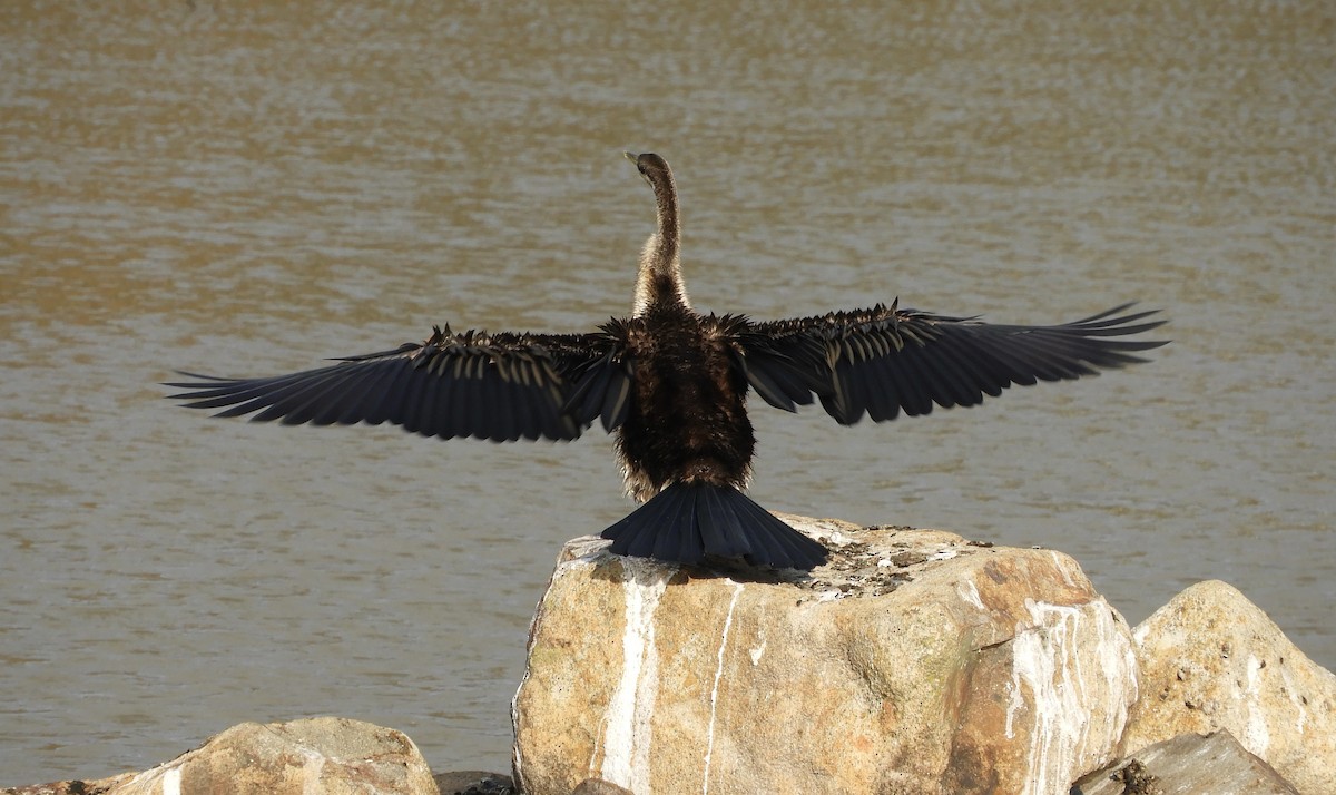 Austral-Schlangenhalsvogel - ML617651501