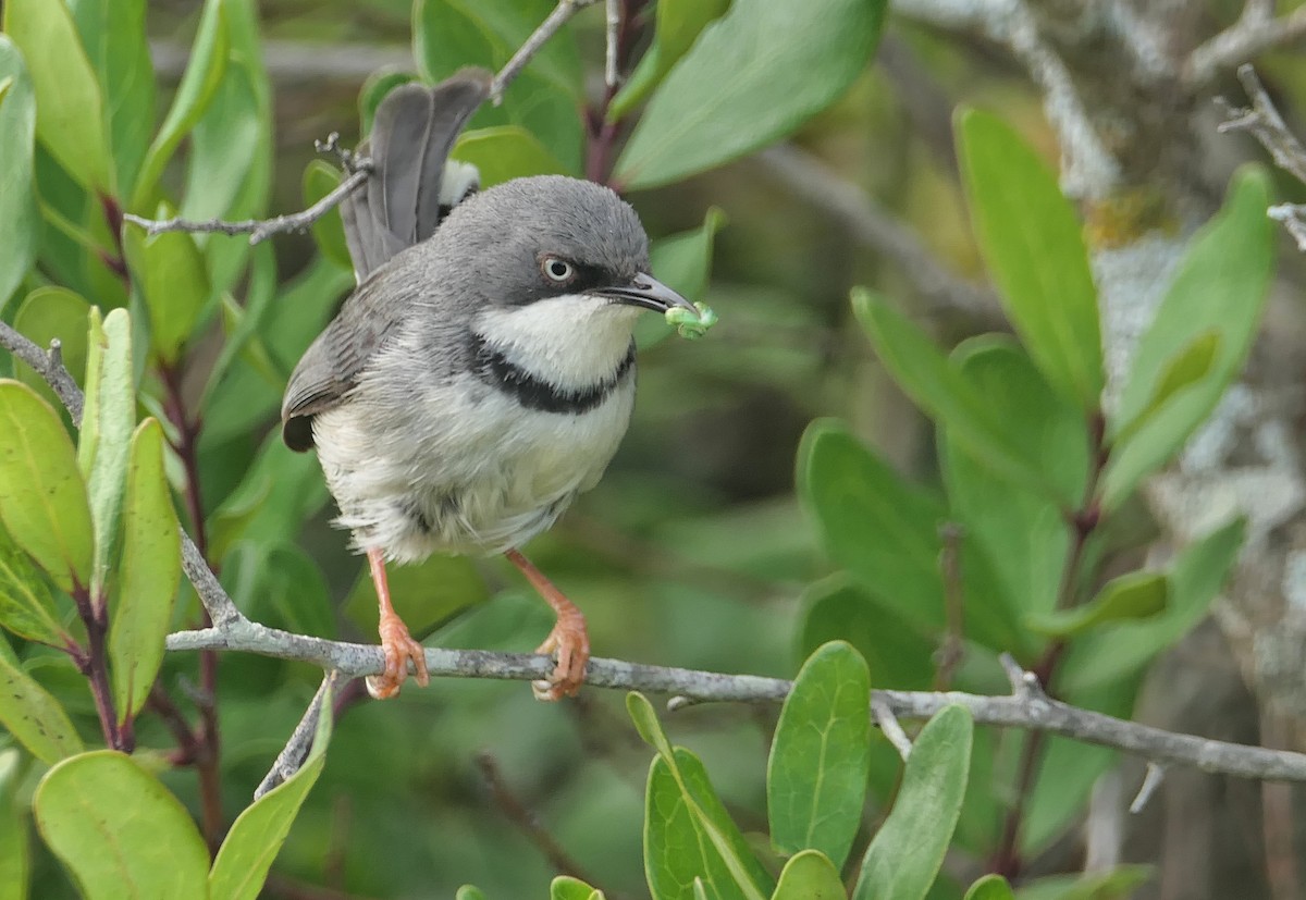 Bar-throated Apalis - Hubert Söhner