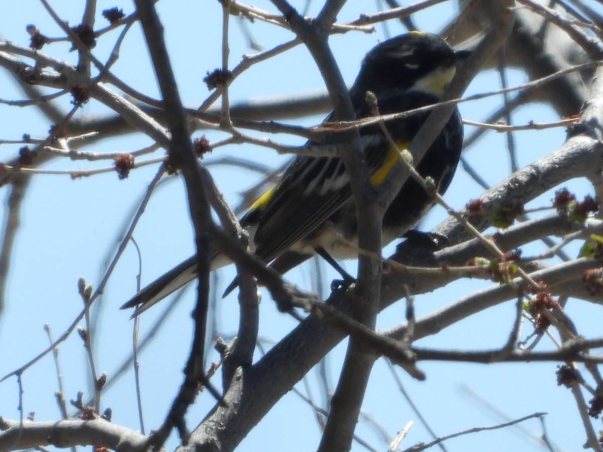 Yellow-rumped Warbler - ML617651547