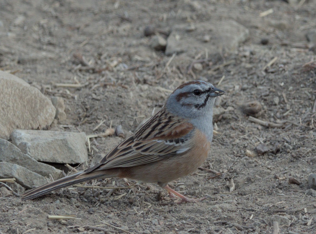 Godlewski's Bunting - ML617651592