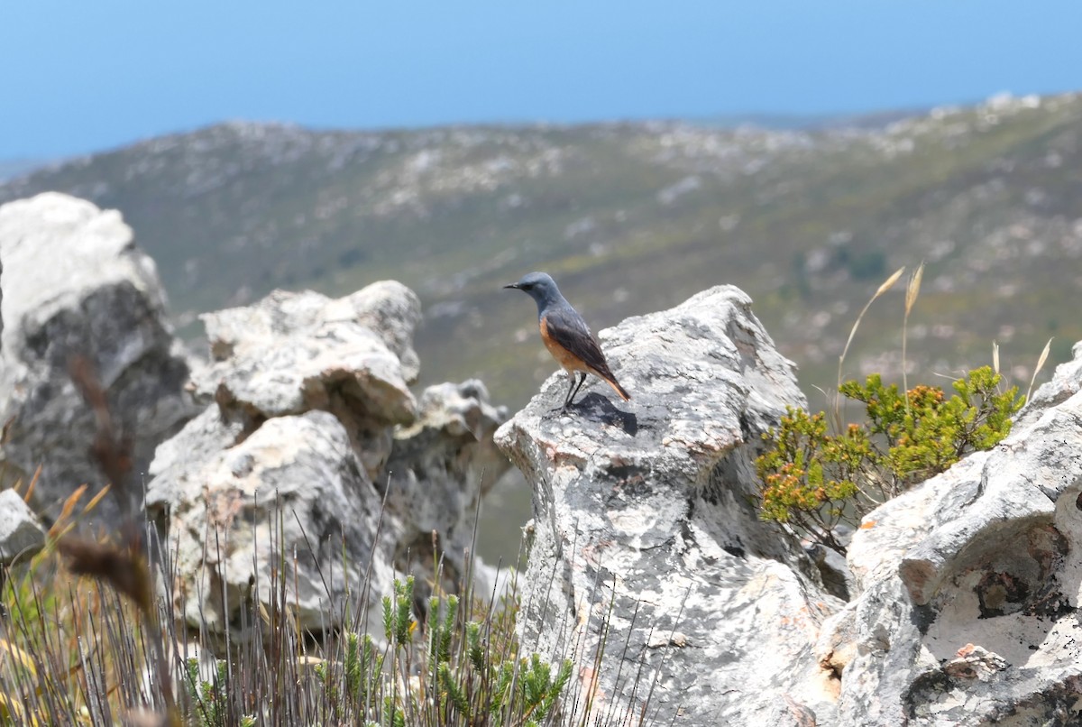 Sentinel Rock-Thrush - ML617651599