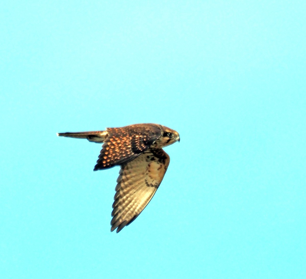 Brown Falcon - Steve Law