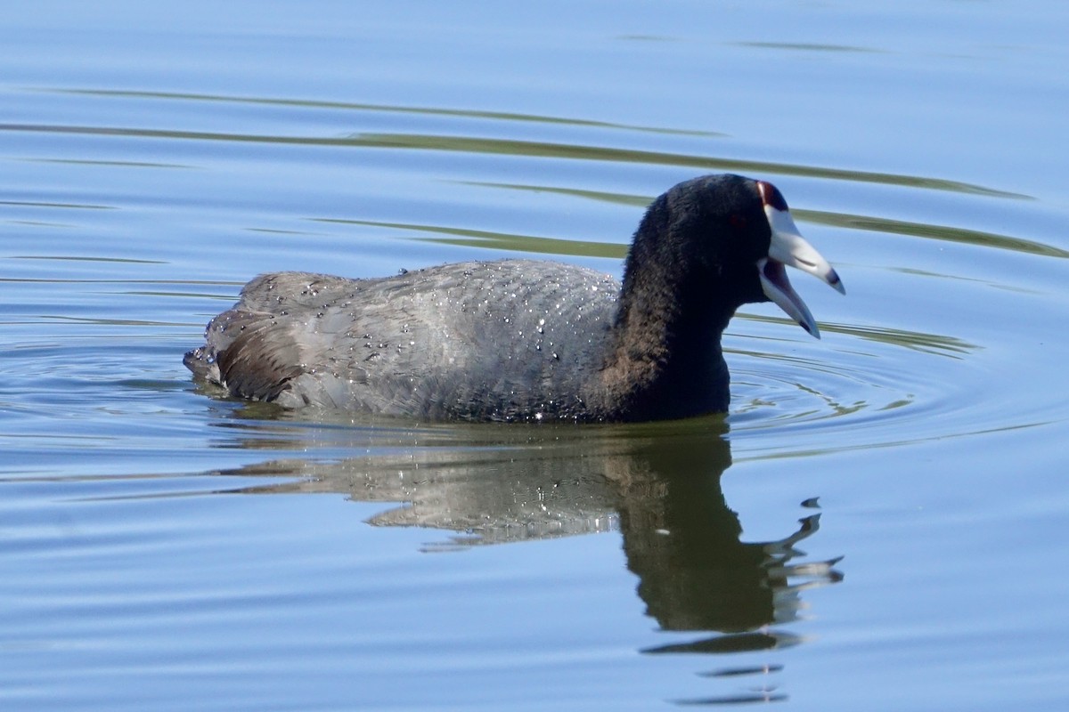 American Coot - ML617651620