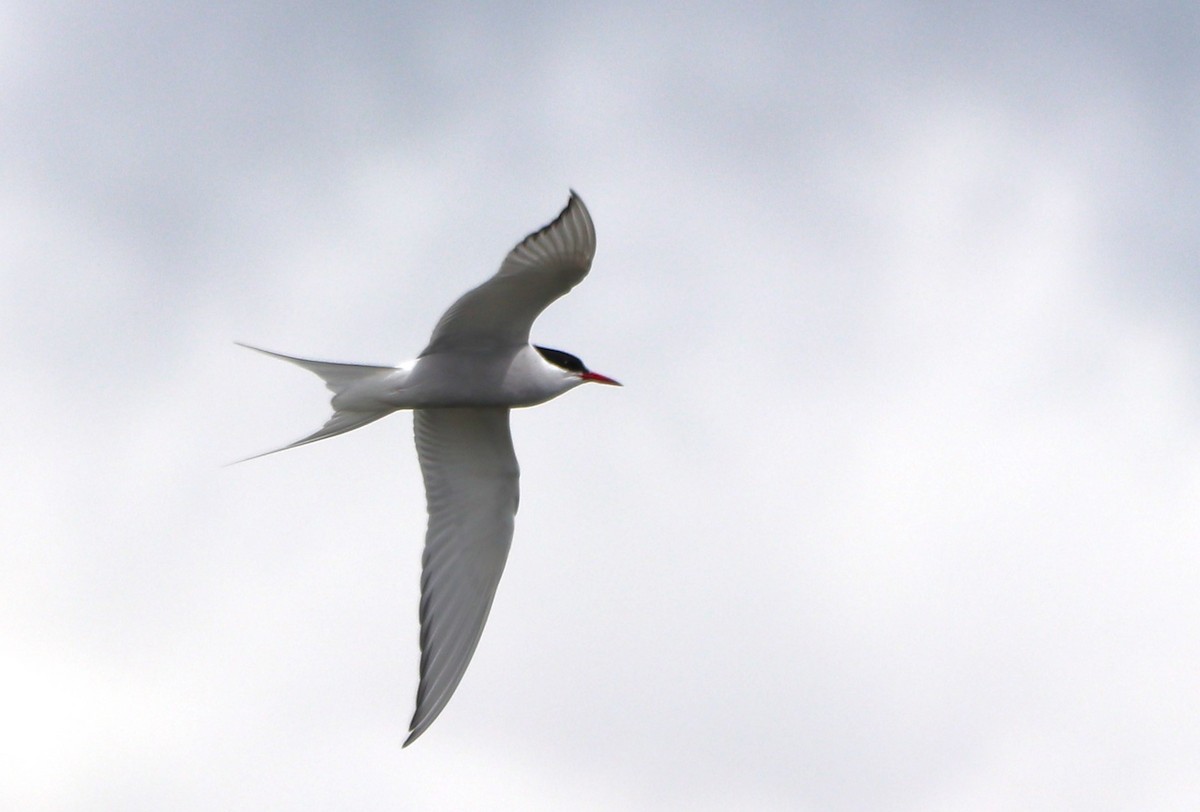 Arctic Tern - ML617651742