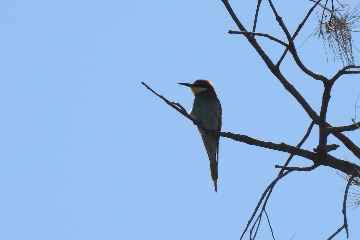 European Bee-eater - Aris Vouros