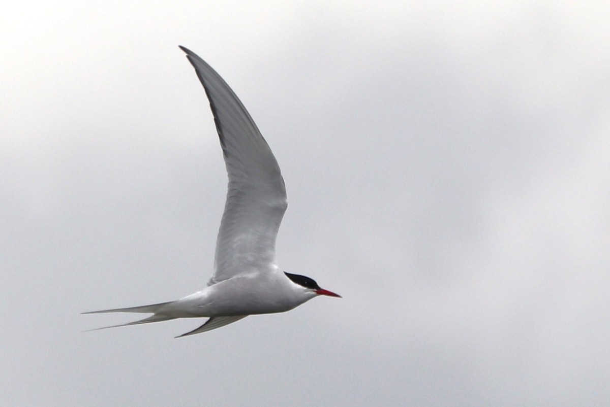 Arctic Tern - ML617651752