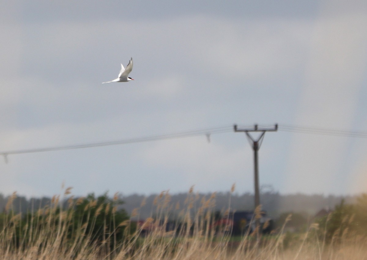 Arctic Tern - ML617651759