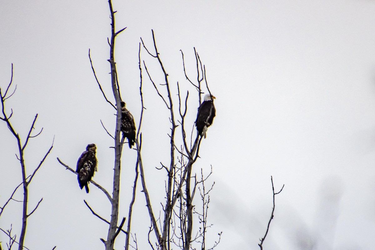 Bald Eagle - ML617651796