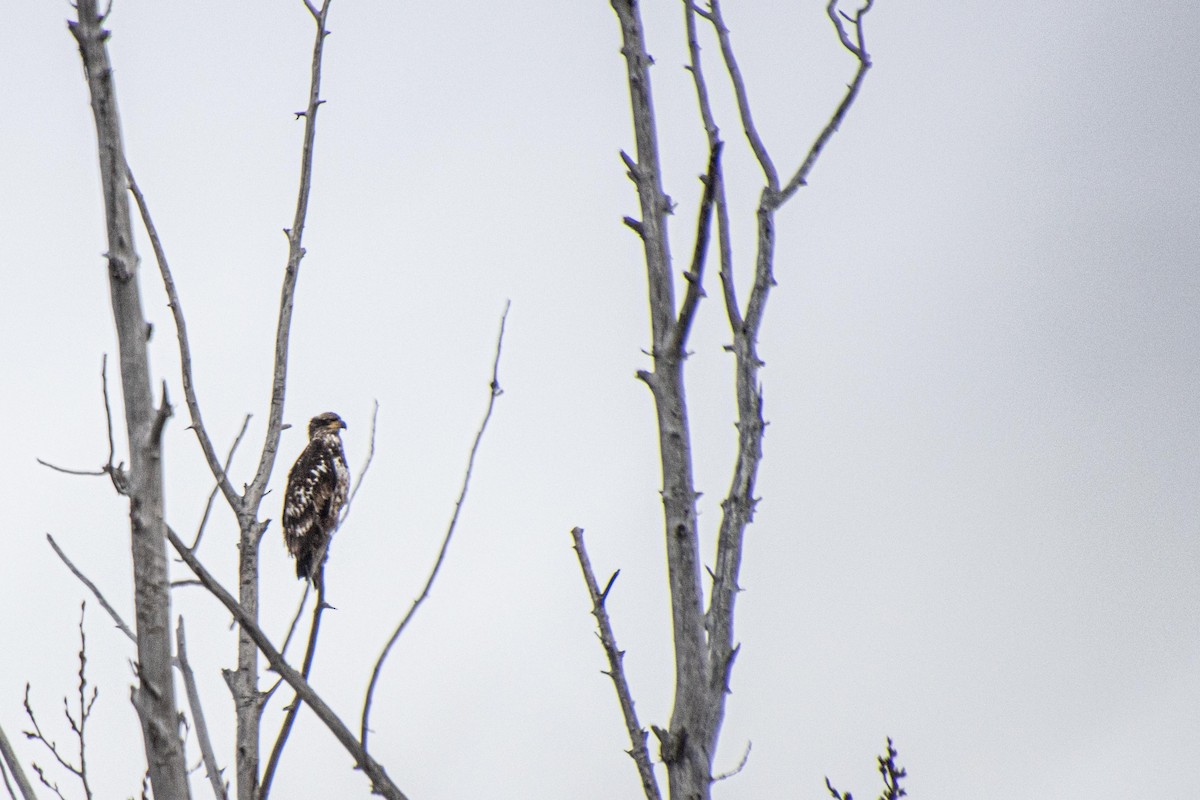 Bald Eagle - ML617651797