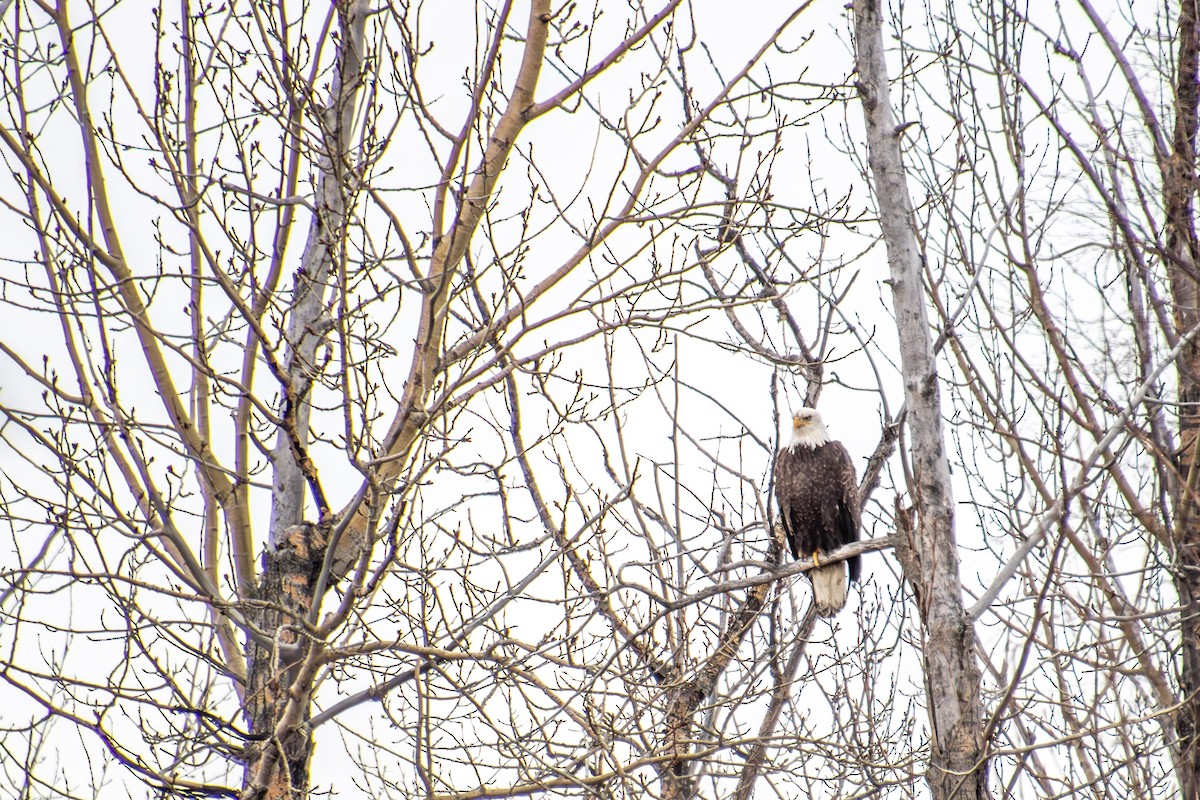 Bald Eagle - ML617651798