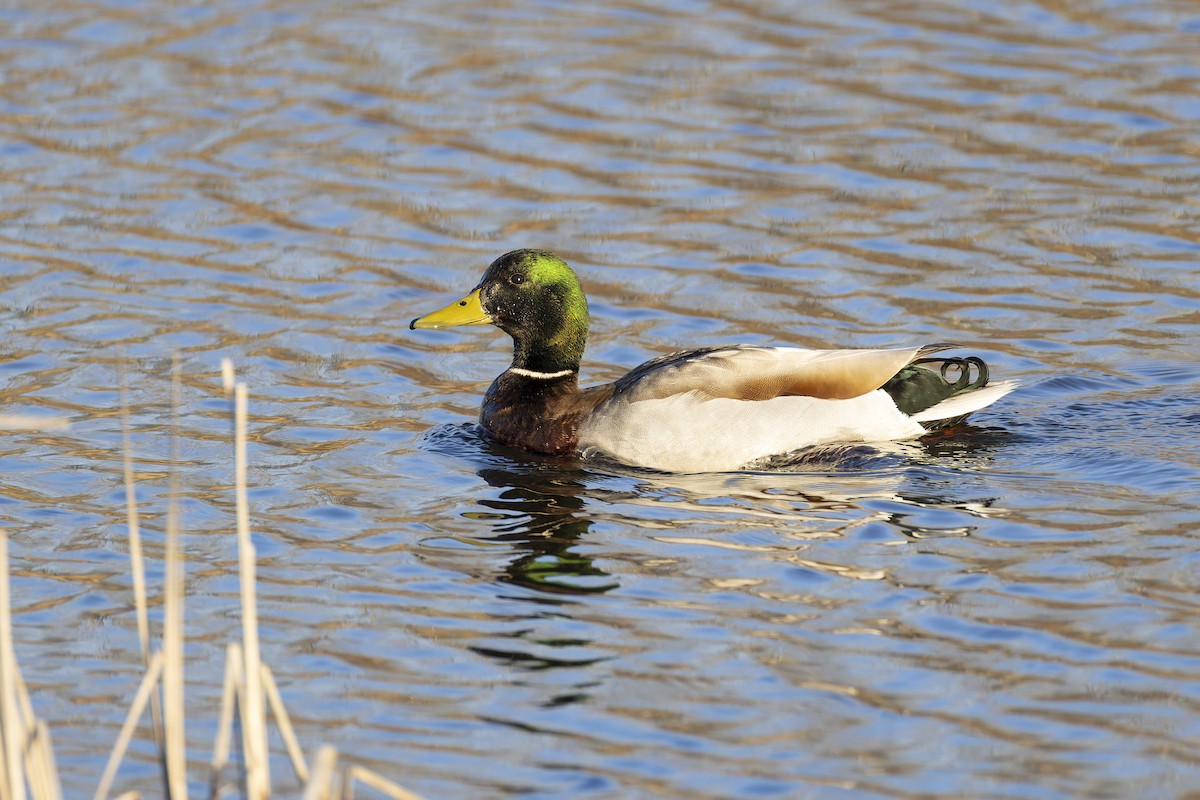 Canard colvert - ML617651804