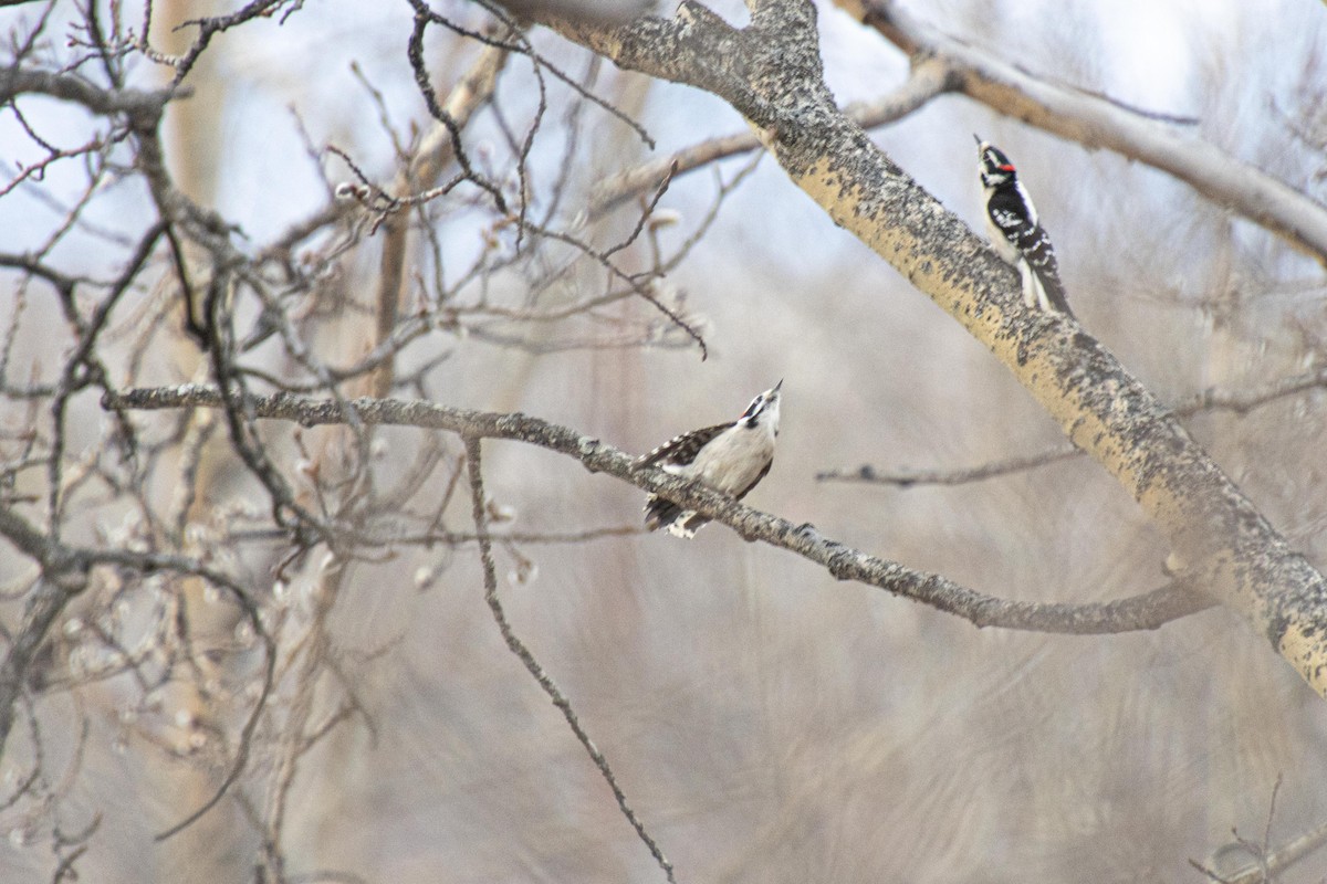 Downy Woodpecker - ML617651805