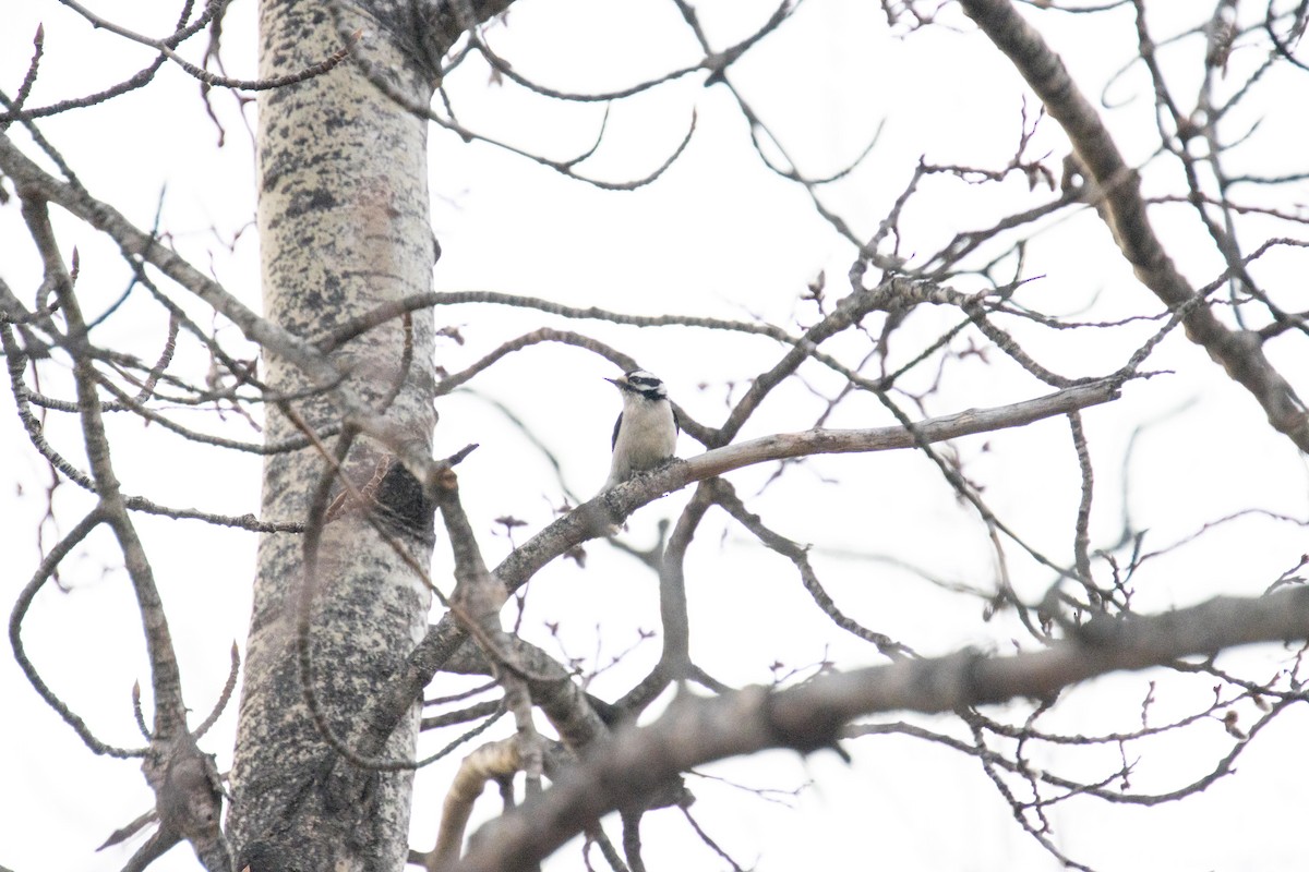 Downy Woodpecker - ML617651806