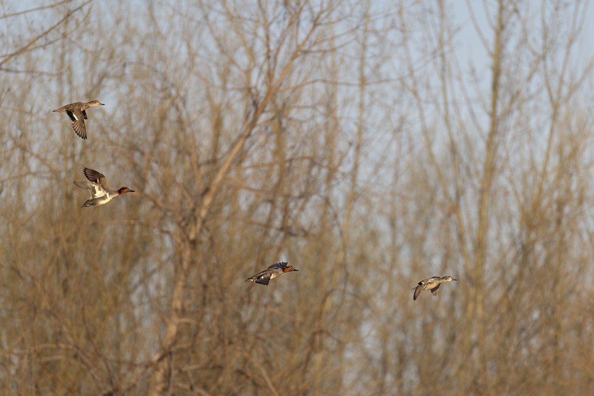 Green-winged Teal - ML617651814