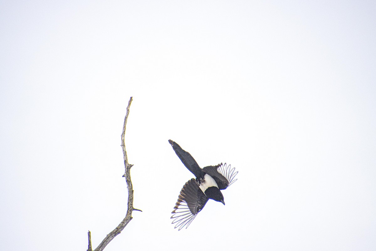 Black-billed Magpie - ML617651816