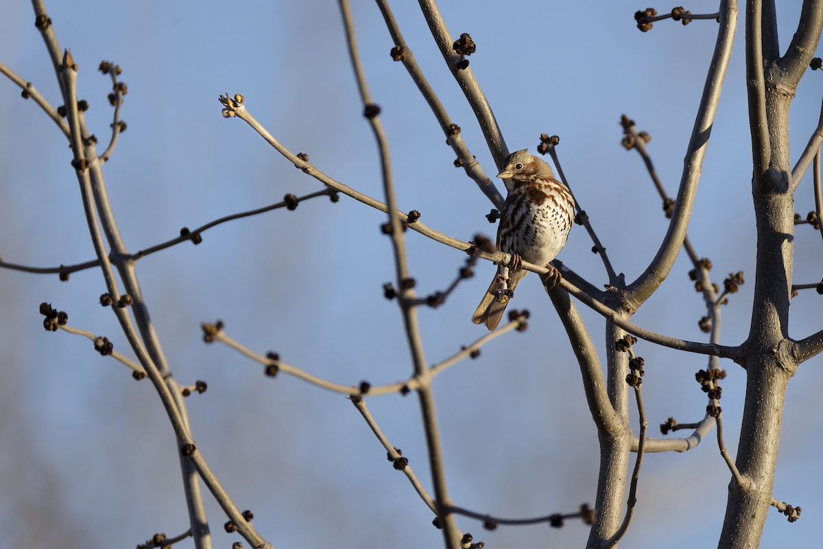 Song Sparrow - ML617651831