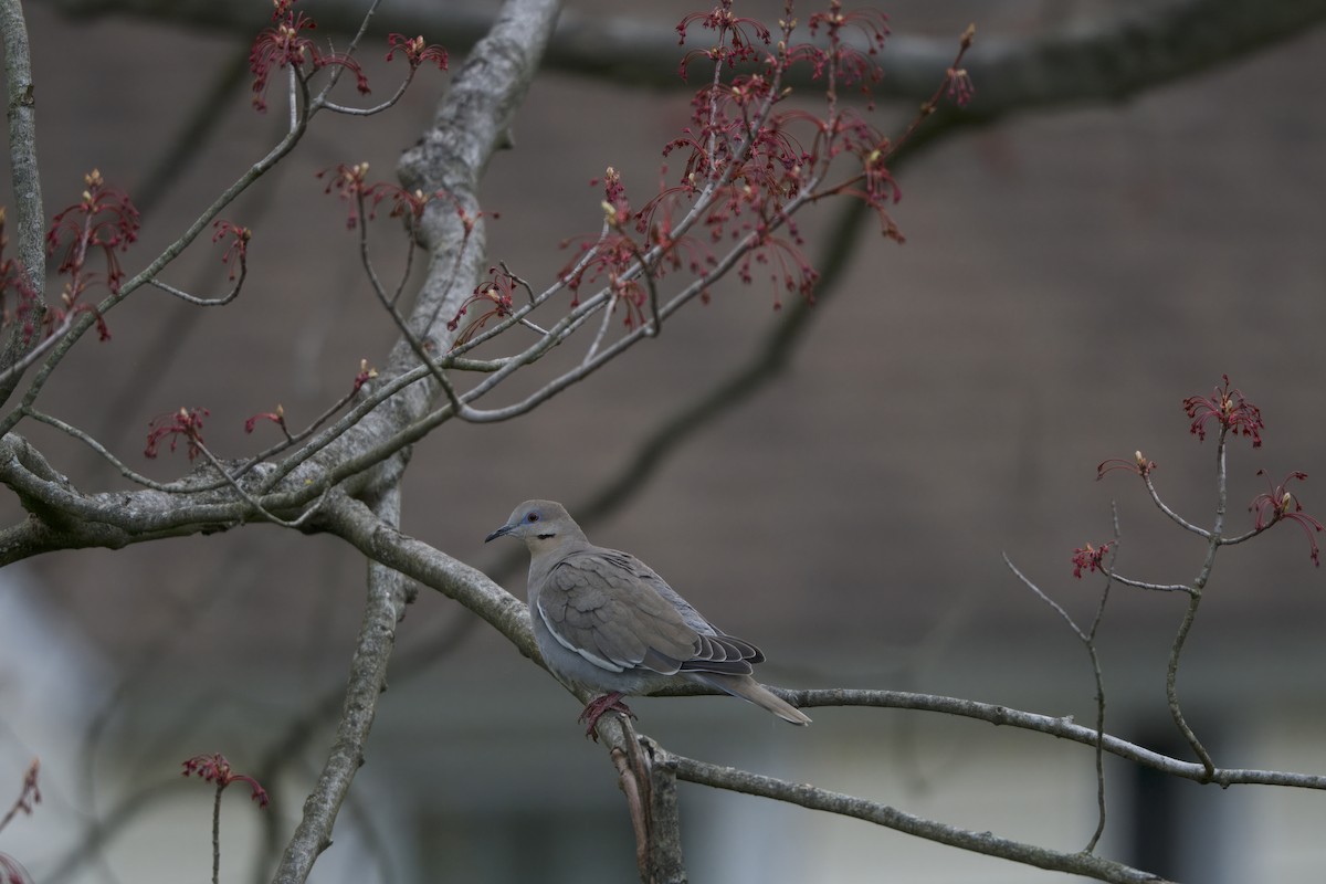 White-winged Dove - ML617651832