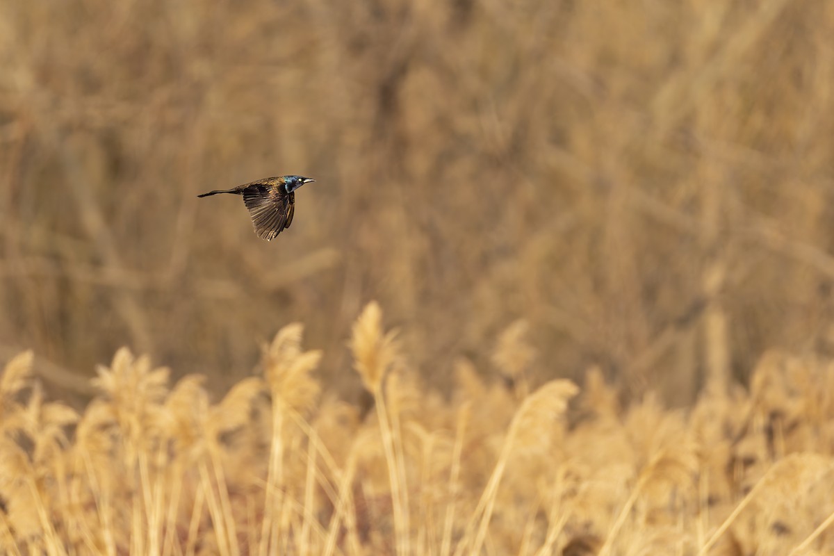 Common Grackle - ML617651838