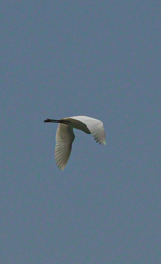 Little Egret - ML617651875