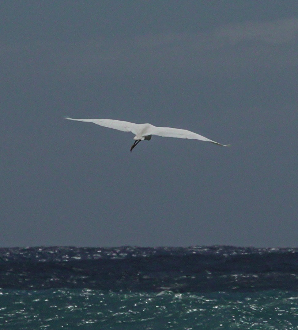 Little Egret - ML617651876