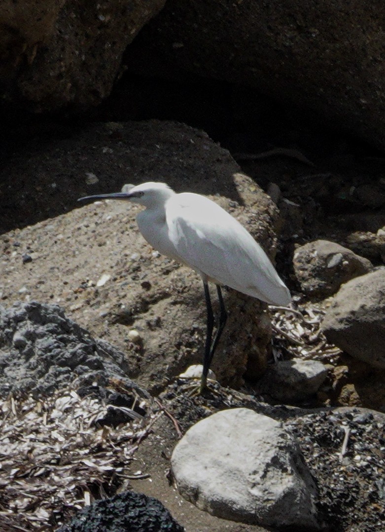 Little Egret - ML617651877