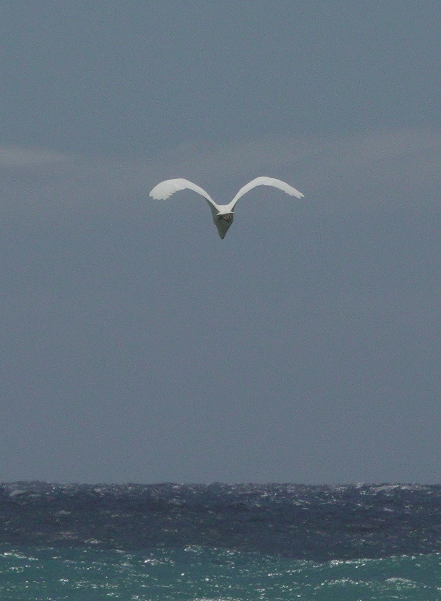 Little Egret - ML617651878