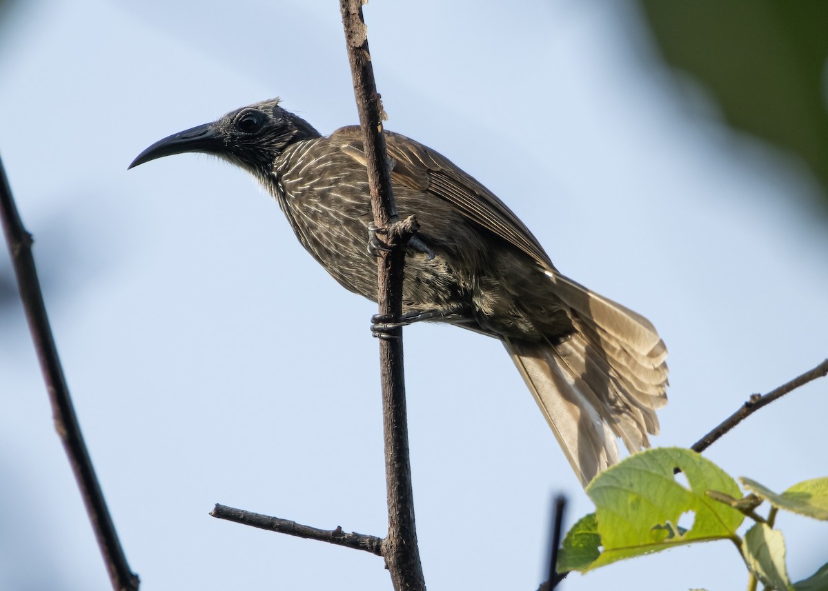 White-streaked Friarbird - ML617651996