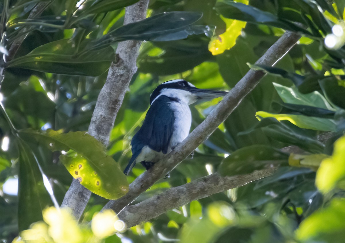 Sombre Kingfisher - ML617652013