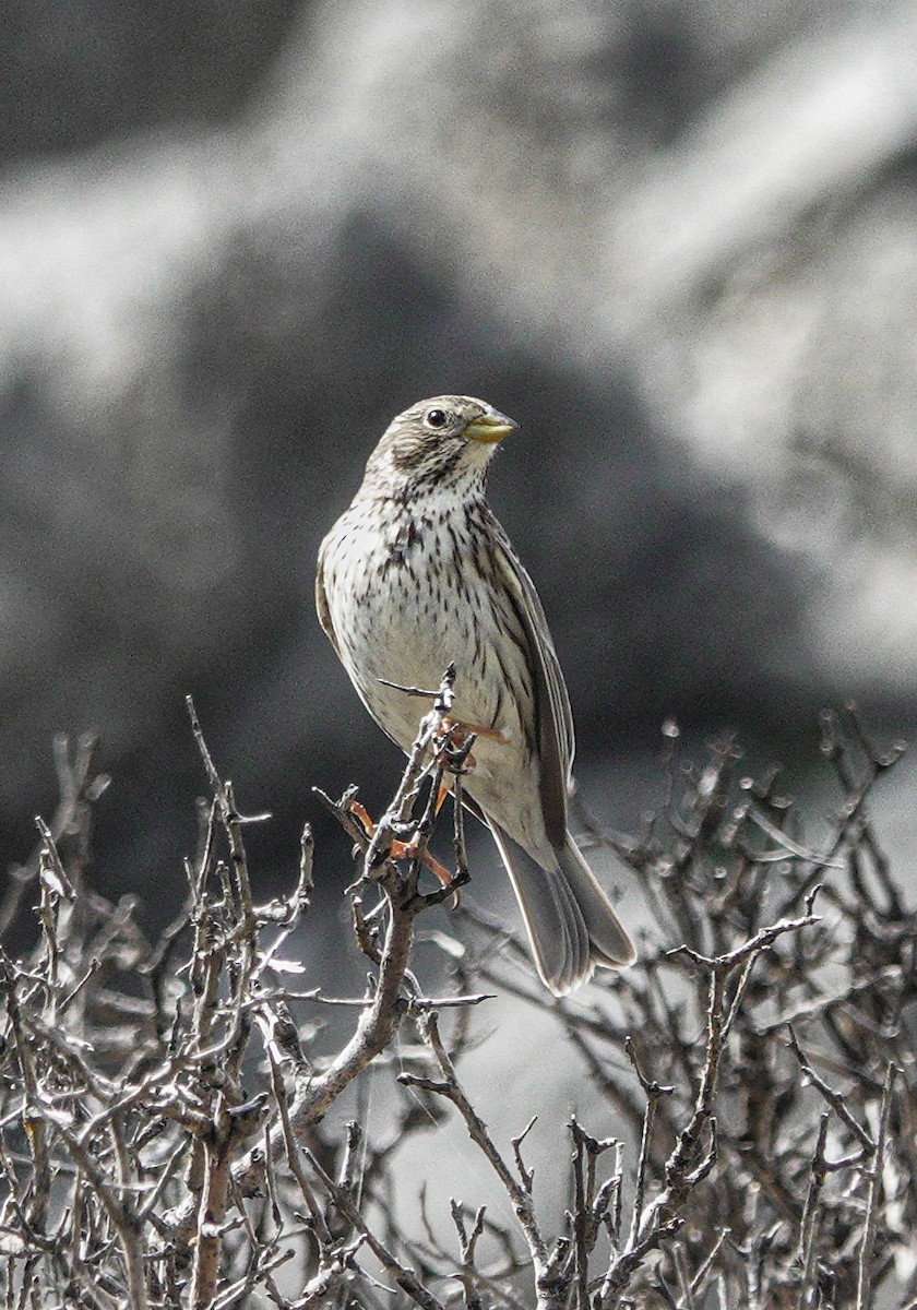 Corn Bunting - ML617652036